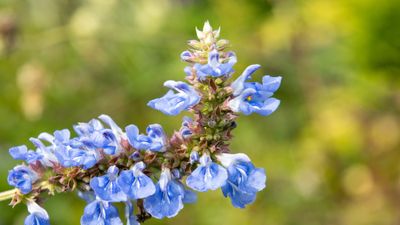 How to grow blue flowers – 7 of the best shrubs and perennials with true blue flora