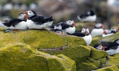 Northumberland’s Farne Islands reopen to visitors after bird flu outbreak