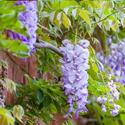 Can you grow wisteria in a pot? Absolutely, but there are 5 things to consider first