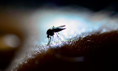 Ross River virus: more than 1,500 cases recorded in Queensland as mosquito numbers spike