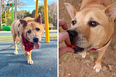 Adorable Video Showing Senior Dog Turning Into A Puppy Thanks To His New Owner
