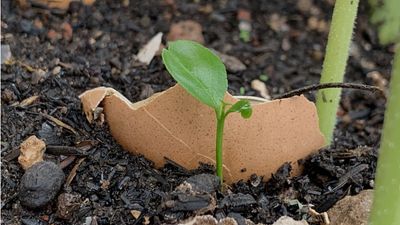 Are you using eggshells in your garden? Experts share how this food waste can help bring your plants to life
