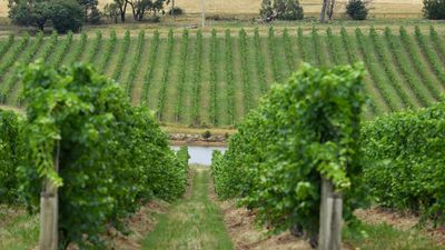 Winery hit with record fine for pipeline water theft