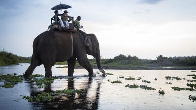 Explore India’s wild side with these luxury wildlife safaris
