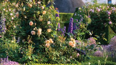 When is the best time to prune roses? Follow these simple timing rules for the best blooms from your garden stalwarts
