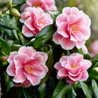 How to grow camellias for a vibrant show of pink flowers every spring