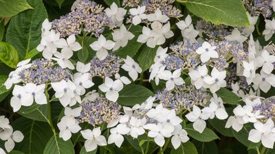 Should you cover hydrangeas for spring frost? We ask the experts