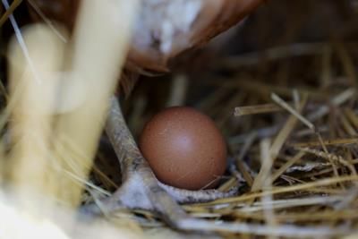 Norwegians Flock To Sweden For Affordable Easter Eggs