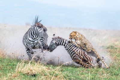 Jaw-dropping images win big in the World Nature Photography Awards 2024