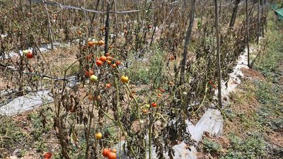 Karnataka’s heat and drought wilt vegetable cultivation