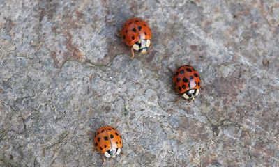 Country diary: I’ve become a taxi service for the ladybirds