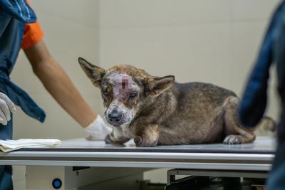 Dog With Two Legs That Survived A Gunshot To The Head Now Zooms Around Like A Puppy In Her New Home