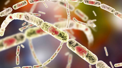 Anthrax alert in Thailand after Laos reports over 50 cases