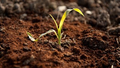 Experts reveal where not to use coffee grounds in the garden