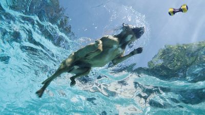32 dog breeds that are made for swimming