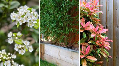 8 best plants for privacy to provide beautiful, botanical screening for your garden