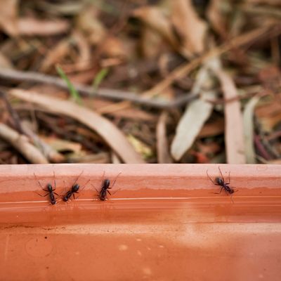 4 ways to get rid of ants on the patio – how to stop the pests from disturbing your peace in the garden