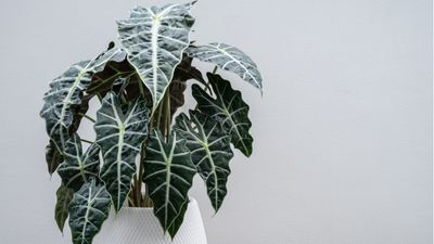 How to repot an alocasia – plus expert tips on when to do it