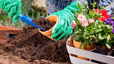What is the best soil for container gardening? Expert insights for happy, healthy plants