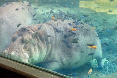 Sleepy, Cute And So Satisfying To Watch: Hippos Enjoying Underwater Spa