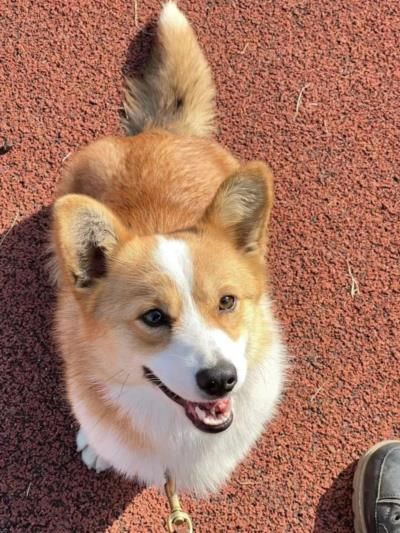 Corgi Puppy Becomes Social Media Sensation In Chinese…