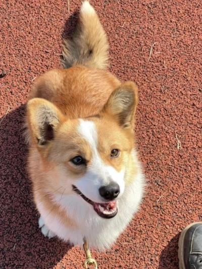 Corgi Puppy Becomes Social Media Sensation In Chinese Police Force