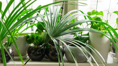 How often to water a marginata dracaena plant, according to the experts
