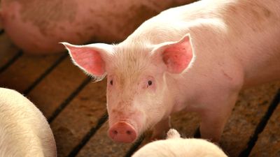 'Novel' swine flu virus sickens Pennsylvania child in 1st case of the year