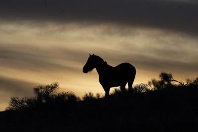 Judge Rules BLM Must Develop Wild Horse Management Plan