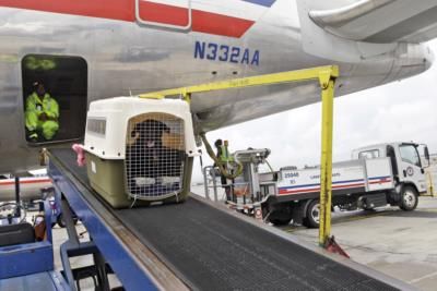 American Airlines Updates Pet Policy For Cabin Carry-Ons