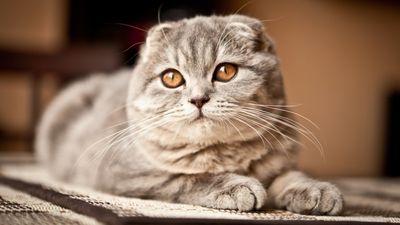 32 surprising facts about Scottish fold cats