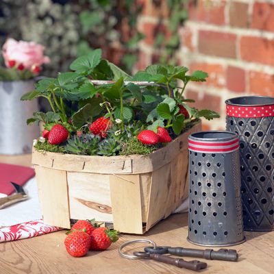 How to grow strawberries from shop-bought fruit for your own crop of delicious berries next summer