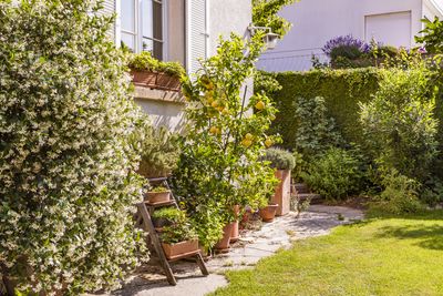 11 of the Best "Dwarf Trees" That Make a Beautiful Centerpiece for Even the Smallest of Yards