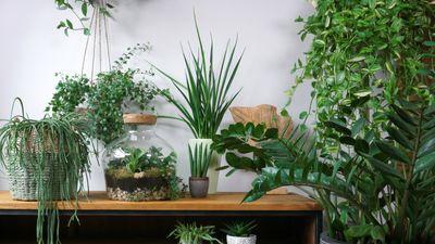 Best unusual houseplants – 7 rare plants for your indoor jungle