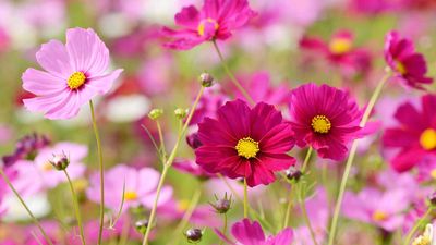 When to plant cosmos seeds – experts share their timing tips