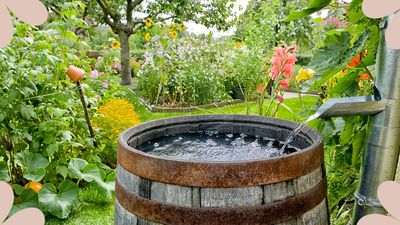 Rainwater harvesting – 5 clever ways to nurture your garden whilst cutting costs