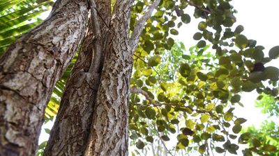 Sprouting a sandalwood sapling