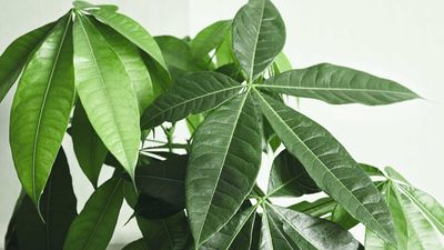 How to care for a money tree — 7 tips for thriving indoor plants