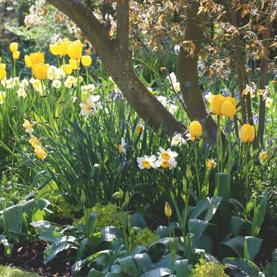 The 'lightbulb technique' for planting bulbs that gardening expert David Domoney wants you to try – and why it works