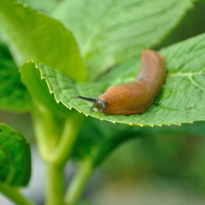 The insider secret gardeners use to keep slugs out of garden borders and help your plants thrive