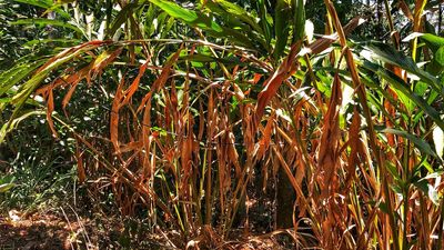 Drought situation posing threat to Cardamom sector