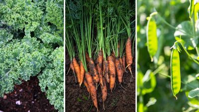 Planting vegetables in April — these 5 picks are gardener-approved