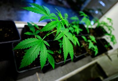 Germany Gives Controversial Green Light To Cannabis