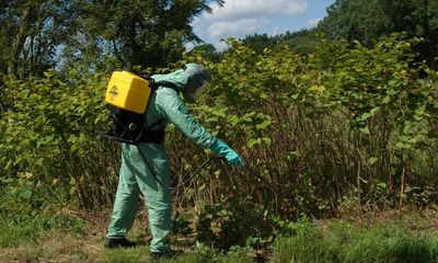 UK homeowners warned as climate crisis turbocharges knotweed menace