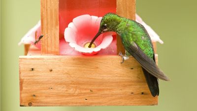 How to stop other birds from using a hummingbird feeder