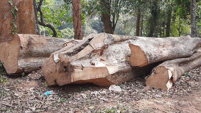 Greens seek SIT probe into tree felling at Sugandhagiri in Wayanad