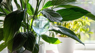 What are plant watering globes and do I need them? Experts weigh in