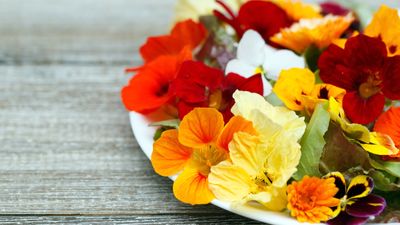 Plants to grow for edible spring flowers – 5 of the best for beautiful floral creations