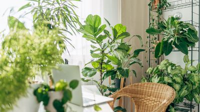 How to pollinate indoor plants — gardening experts spill their best tips