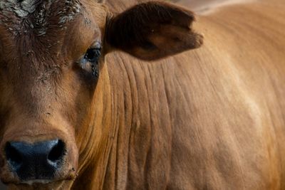 Texan Infected With Bird Flu Through Dairy Cattle